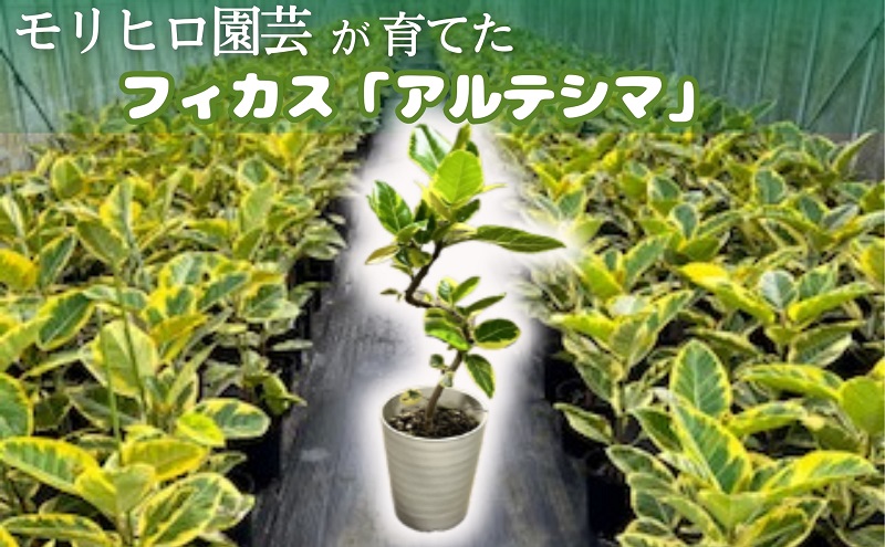 モリヒロ園芸が育てたフィカス「アルテシマ」 植物