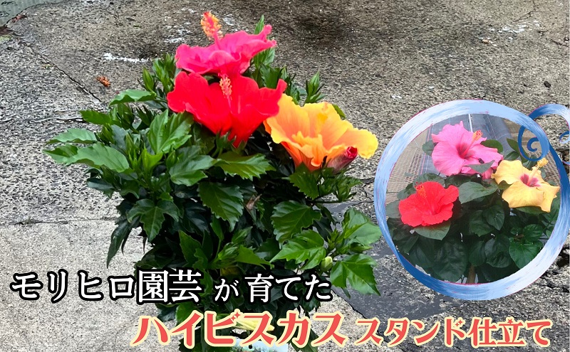 モリヒロ園芸が育てたハイビスカス スタンド仕立て 植物