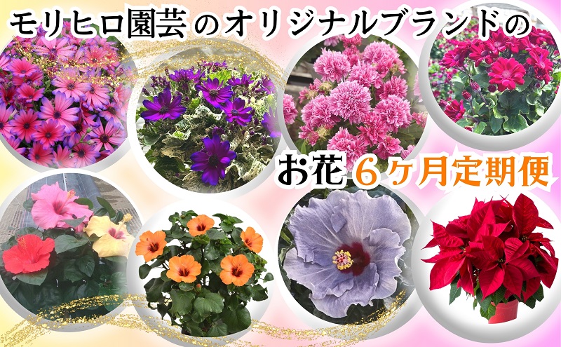 モリヒロ園芸のオリジナルブランドのお花6ヶ月定期便 植物