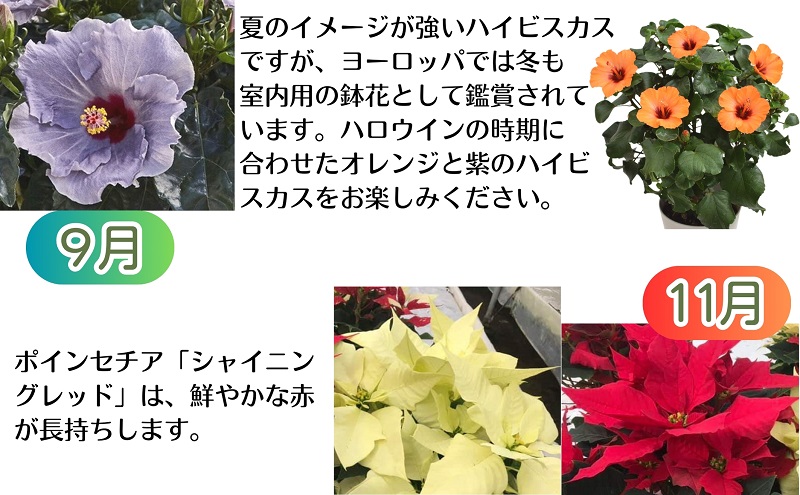 繝「繝ェ繝偵Ο蝨定敢縺ョ繧ェ繝ェ繧ク繝翫Ν繝悶Λ繝ウ繝峨ョ縺願干6繝カ譛亥ョ壽悄萓ソ 讀咲黄