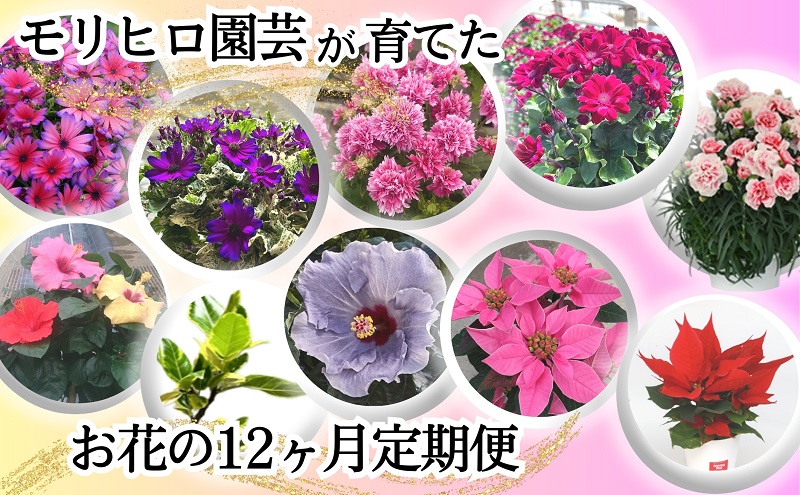 モリヒロ園芸が育てたお花の12ヶ月定期便 植物