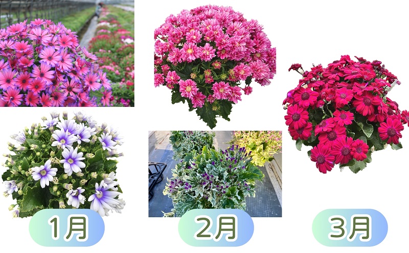 繝「繝ェ繝偵Ο蝨定敢縺瑚ご縺ヲ縺溘♀闃ア縺ョ12繝カ譛亥ョ壽悄萓ソ 讀咲黄