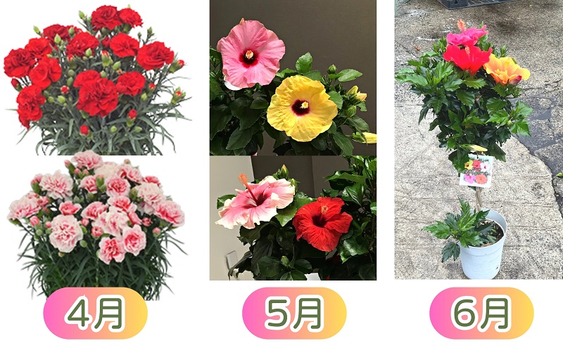 繝「繝ェ繝偵Ο蝨定敢縺瑚ご縺ヲ縺溘♀闃ア縺ョ12繝カ譛亥ョ壽悄萓ソ 讀咲黄