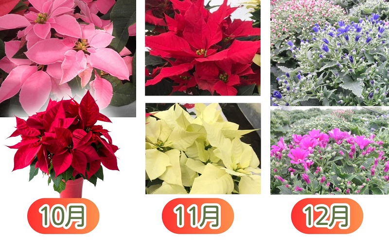 繝「繝ェ繝偵Ο蝨定敢縺瑚ご縺ヲ縺溘♀闃ア縺ョ12繝カ譛亥ョ壽悄萓ソ 讀咲黄