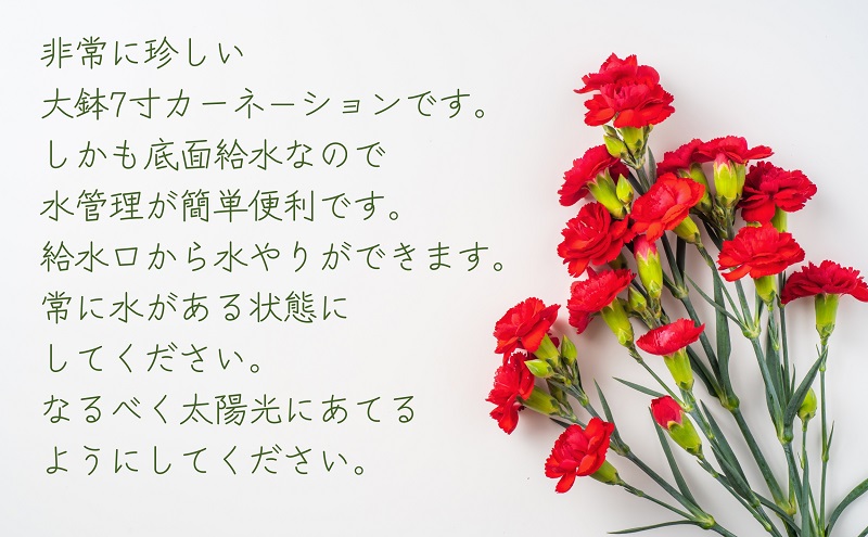 縲2025豈阪ョ譌・ 蜈郁。御コ育エ縲7蟇ク繧ォ繝シ繝阪シ繧キ繝ァ繝ウ縲襍、 豈阪ョ譌・繧ョ繝輔ヨ 闃ア 繝輔Λ繝ッ繝シ 讀咲黄 縺願干 雍医j迚ゥ 迴阪@縺繧ォ繝シ繝阪シ繧キ繝ァ繝ウ 蠎暮擇邨ヲ豌エ 豈阪ョ譌・縺ョ繝励Ξ繧シ繝ウ繝