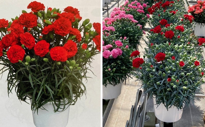 縲2025豈阪ョ譌・ 蜈郁。御コ育エ縲7蟇ク繧ォ繝シ繝阪シ繧キ繝ァ繝ウ縲襍、 豈阪ョ譌・繧ョ繝輔ヨ 闃ア 繝輔Λ繝ッ繝シ 讀咲黄 縺願干 雍医j迚ゥ 迴阪@縺繧ォ繝シ繝阪シ繧キ繝ァ繝ウ 蠎暮擇邨ヲ豌エ 豈阪ョ譌・縺ョ繝励Ξ繧シ繝ウ繝