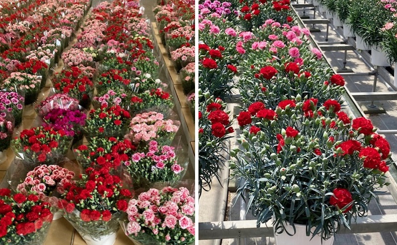 縲2025豈阪ョ譌・ 蜈郁。御コ育エ縲7蟇ク繧ォ繝シ繝阪シ繧キ繝ァ繝ウ縲襍、 豈阪ョ譌・繧ョ繝輔ヨ 闃ア 繝輔Λ繝ッ繝シ 讀咲黄 縺願干 雍医j迚ゥ 迴阪@縺繧ォ繝シ繝阪シ繧キ繝ァ繝ウ 蠎暮擇邨ヲ豌エ 豈阪ョ譌・縺ョ繝励Ξ繧シ繝ウ繝