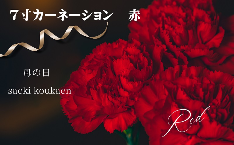 【2025母の日 先行予約】7寸カーネーション　赤 母の日ギフト 花 フラワー  植物 お花 贈り物 珍しいカーネーション 底面給水 母の日のプレゼント