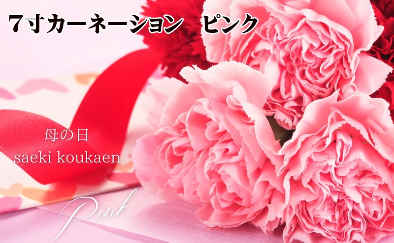 【2025母の日 先行予約】7寸カーネーション　ピンク 母の日ギフト 花 フラワー 植物 お花 贈り物 珍しいカーネーション 底面給水 母の日のプレゼント