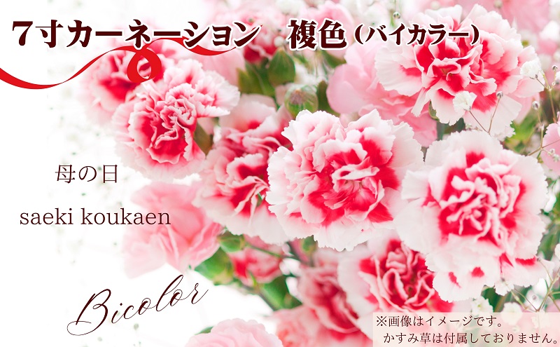 【2025母の日 先行予約】7寸カーネーション　複色（バイカラー）母の日ギフト 花 フラワー 植物 お花 贈り物 珍しいカーネーション 底面給水 母の日のプレゼント