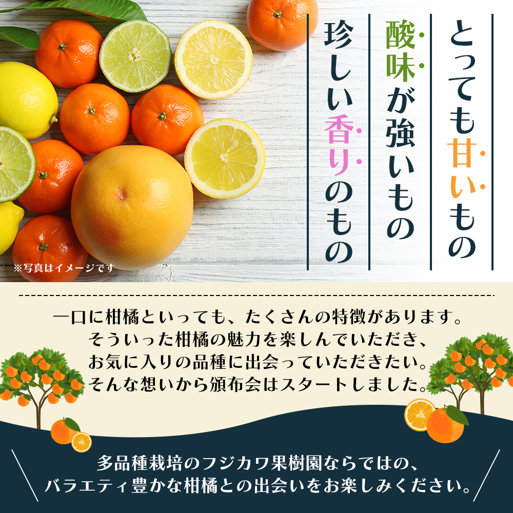 【8回 頒布会】みかん 柑橘類 定期便 彩り柑橘 8回 フルーツ フジカワ果樹園セレクト 果物 温州みかん 石地みかん 中晩柑 はれひめ 讃岐しらぬひ はるか レモン セミノール 甘夏柑 甘い 8ヶ月 