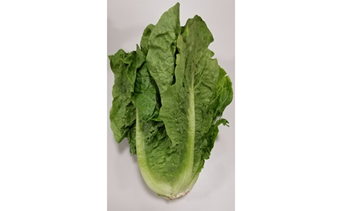 シャキシャキ食感！　ロメインレタス　約5kg 野菜 野菜セット