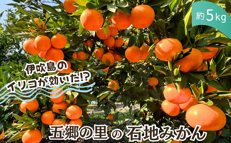 伊吹島のイリコで育てた! 五郷の里の石地みかん 約5kg入り 香川県観音寺市産