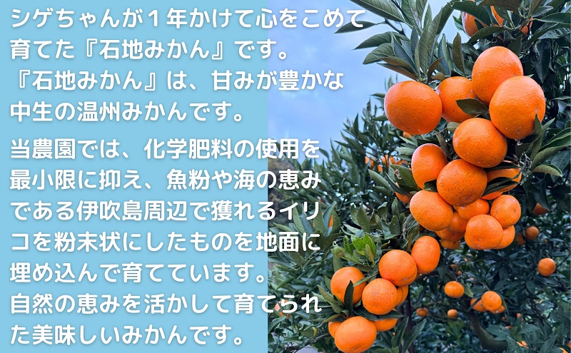 伊吹島のイリコで育てた! 五郷の里の石地みかん 約5kg入り 香川県観音寺市産 