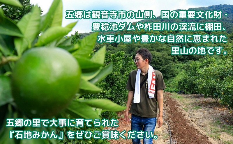 伊吹島のイリコで育てた! 五郷の里の石地みかん 約5kg入り 香川県観音寺市産 