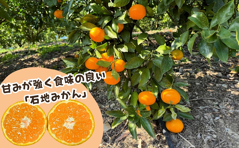 伊吹島のイリコで育てた! 五郷の里の石地みかん 約5kg入り 香川県観音寺市産 