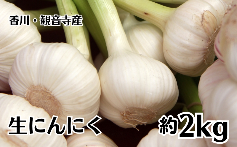 生にんにく 約2kg 野菜 ニンニク 大蒜　
