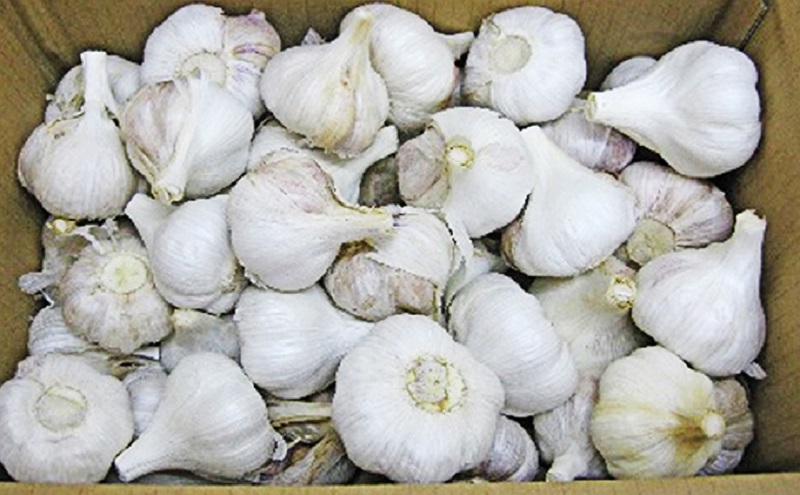 荵セ辯・縺ォ繧薙↓縺冗エ2.5kg 驥手除 螟ァ闥 繝九Φ繝九け縲