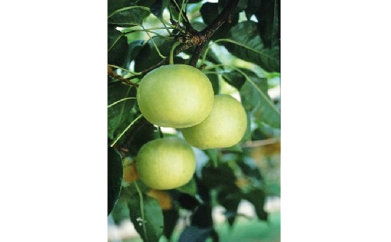 ホウナンの梨（二十世紀梨）約5kg 果物 フルーツ 先行予約