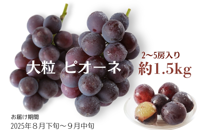 大粒 ピオーネ 約1.5kg ぶどう  フルーツ 果物