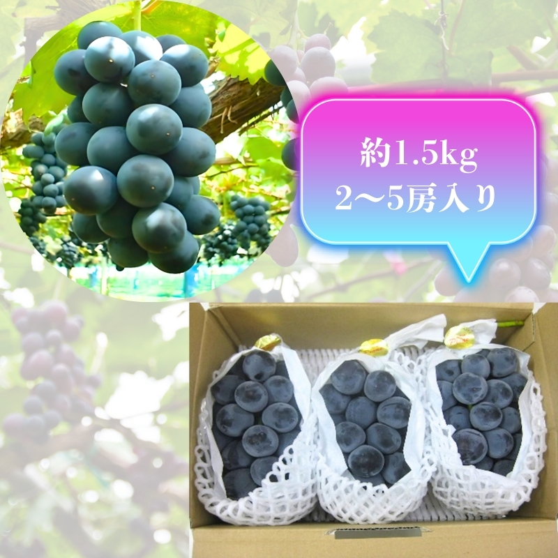 大粒 ピオーネ 約1.5kg ぶどう  フルーツ 果物 