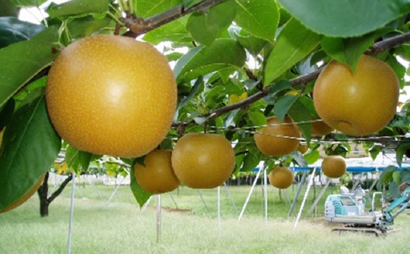 ホウナンの梨（あきづき）約5kg 果物 フルーツ ナシ 先行予約