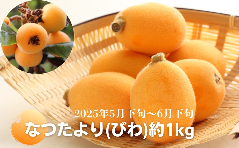 なつたより（びわ）約1kg さぬき産フルーツ 果物類 枇杷