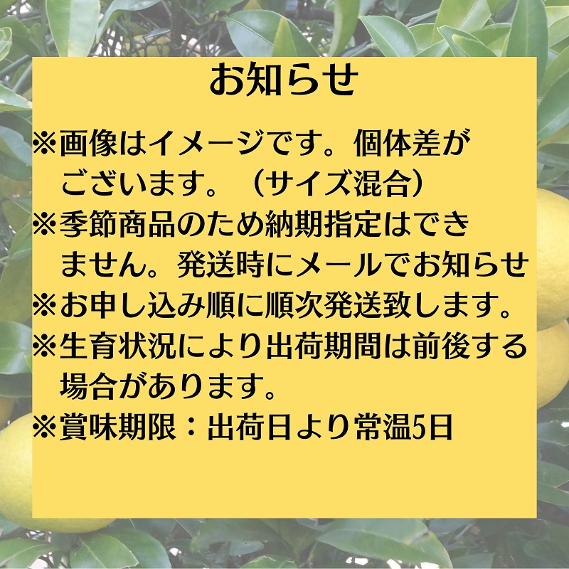 縺輔o繧縺九↑逕倥&縲後ッ繧九°縲咲エ5kg 譫懃黄鬘 譟第ゥ倬。 繝輔Ν繝シ繝 縺ソ縺九s