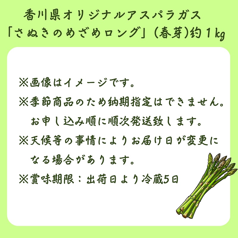 香川県オリジナルアスパラガス「さぬきのめざめロング」(春芽)約1kg 野菜 野菜セット 