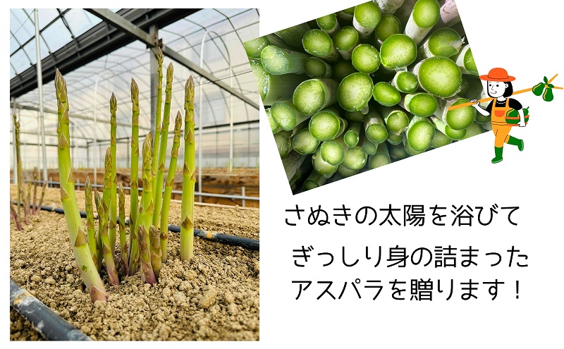 朝採れ アスパラ【さぬきのめざめ】春芽 2Lサイズ　約1kg （25～30本）