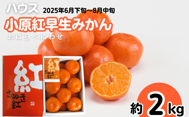 ハウス 小原紅早生 みかん 約2kg化粧箱 果物類 柑橘類 フルーツ