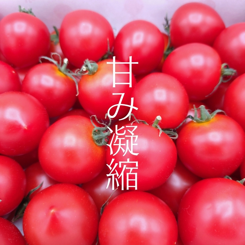 井下とまと園の完熟 フルーツトマト 約3kg 果物類 野菜 