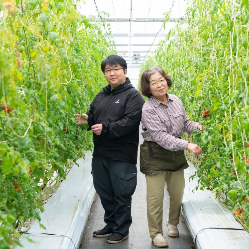 井下とまと園の完熟 フルーツトマト 約3kg 果物類 野菜 