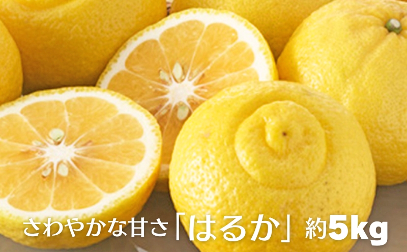 さわやかな甘さ「はるか」約5kg 果物類 柑橘類 フルーツ みかん 