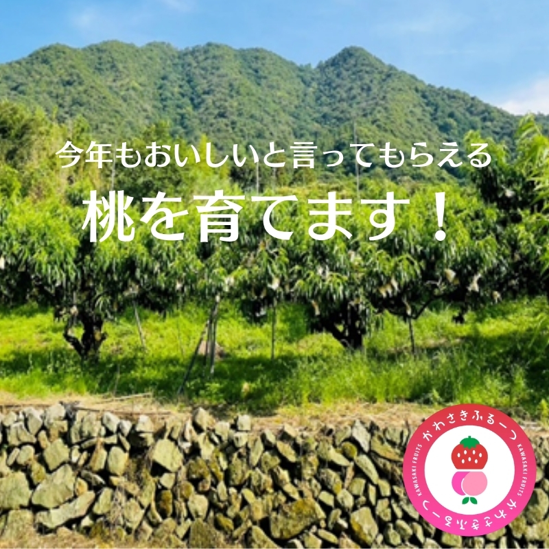 かわさきふるーつ園直送 桃 贈答用1箱　約2kg