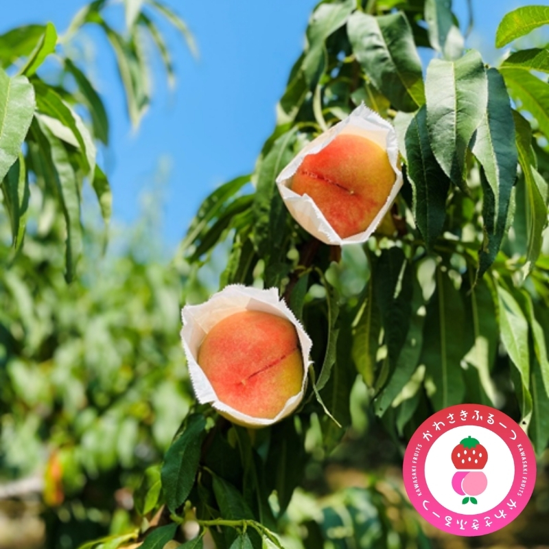 かわさきふるーつ園直送 桃 贈答用1箱　約2kg
