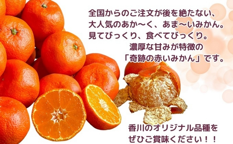 極撰！真っ赤なみかんの小原紅早生 約3kg 果物 フルーツ 柑橘 デザート おやつ 食後 国産 日本産 産地直送 香川オリジナル品種 食べ物