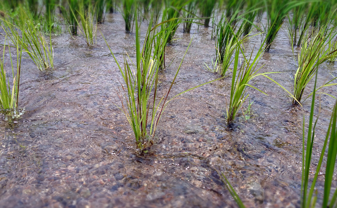 自然玄米4点セット お米 