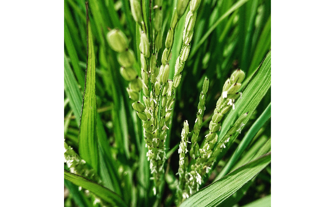 自然玄米4点セット お米 