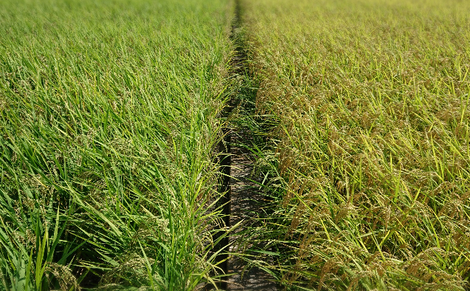 自然玄米4点セット お米 