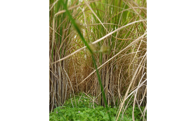 自然玄米4点セット お米 