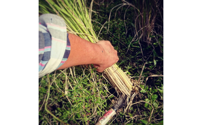 自然玄米4点セット お米 