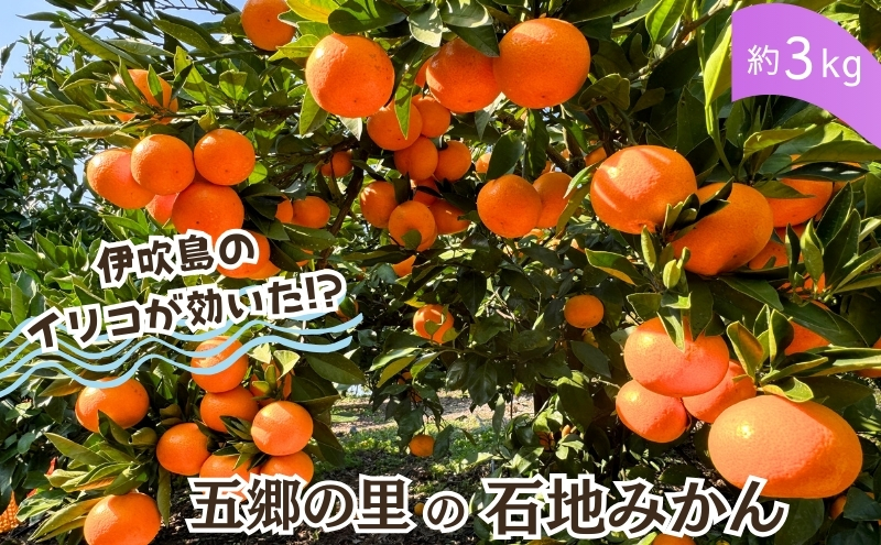 伊吹島のイリコで育てた! 五郷の里の石地みかん 約3kg入り 香川県観音寺市産