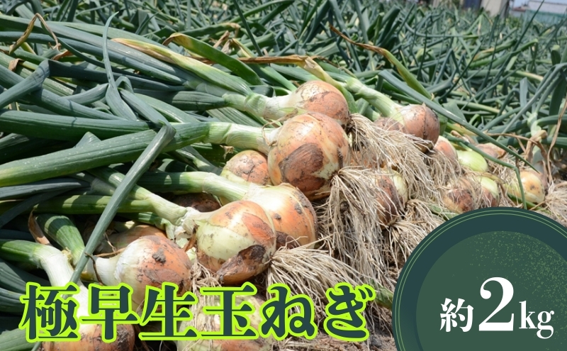 極早生玉ねぎ 約2kg