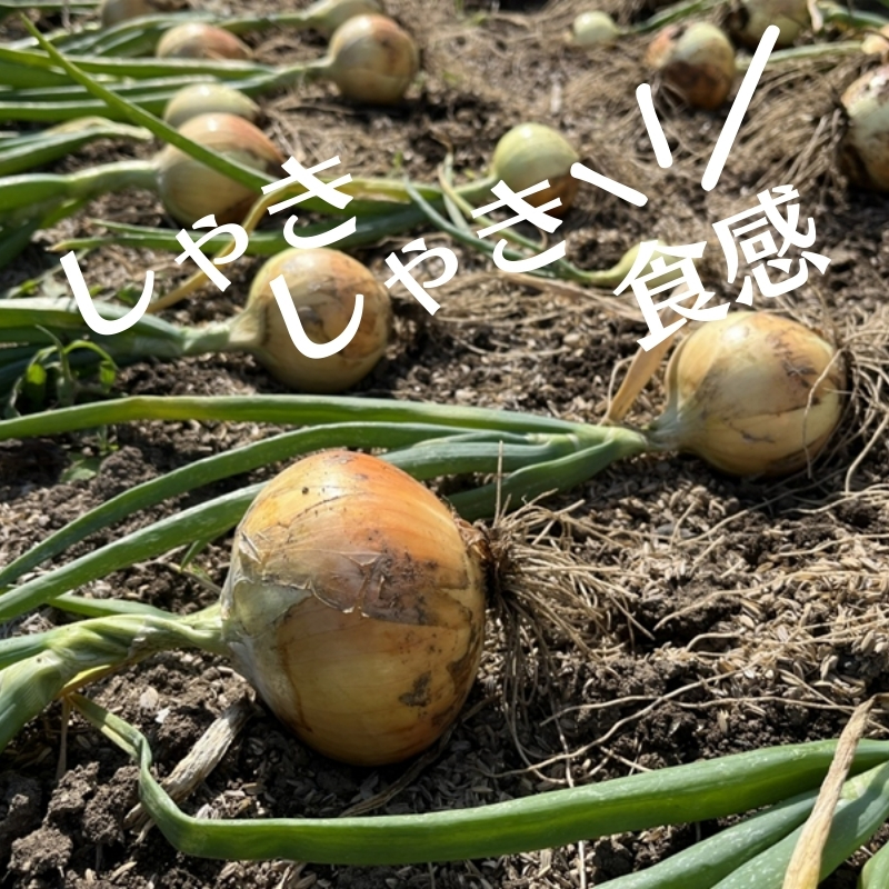 讌オ譌ゥ逕溽脂縺ュ縺 邏10kg