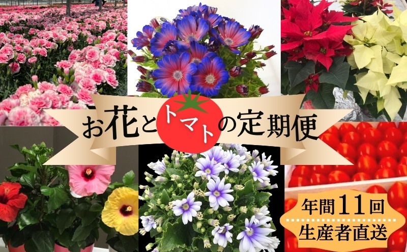 モリヒロ園芸が育てたお花とトマトの定期便（年間11回） 植物 瀬戸内 温暖 気候 鉢花 ギフト 記念日 