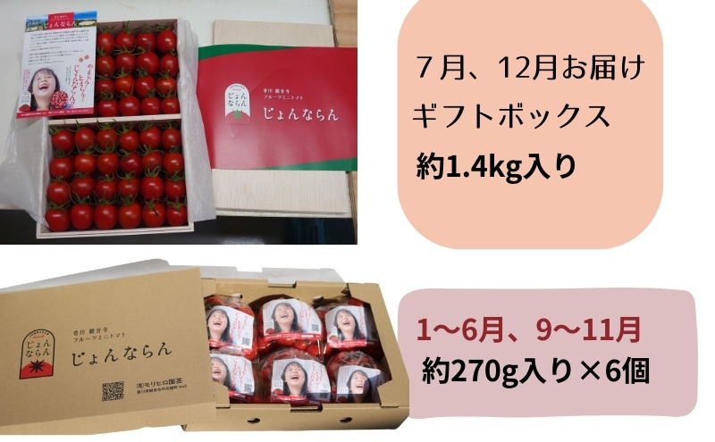 モリヒロ園芸が育てたじょんならんトマトの定期便（年間11回） 野菜 ミニトマト 甘い フルーツ サラダ 