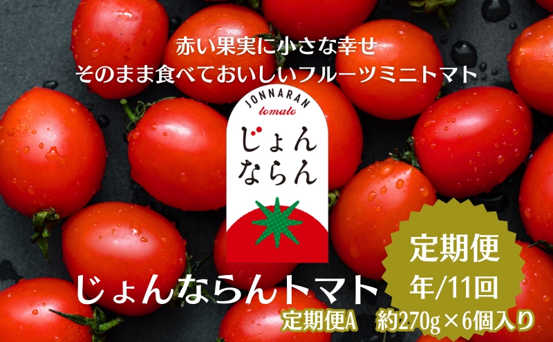 モリヒロ園芸が育てたじょんならんトマトの定期便A　約270g×6個入り（年間11回） 野菜 ミニトマト 甘い フルーツ サラダ 