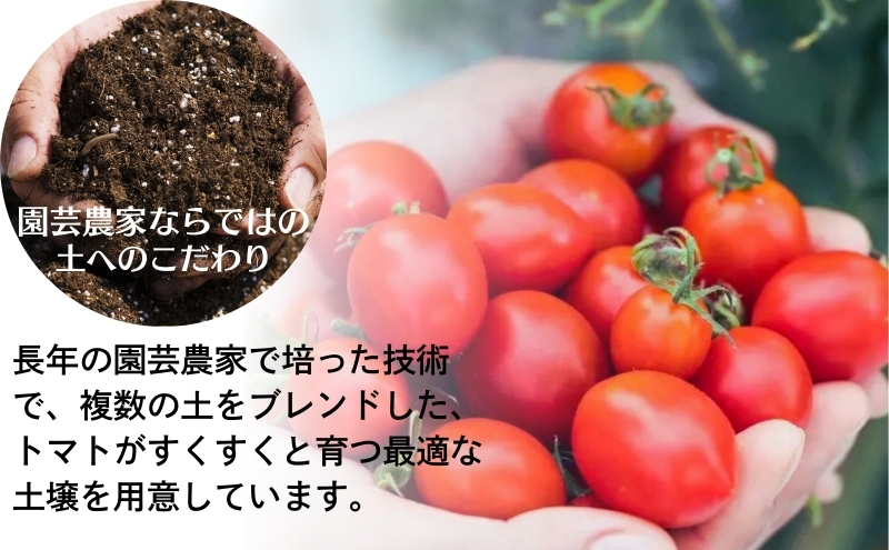 モリヒロ園芸が育てたじょんならんトマトの定期便A　約270g×6個入り（年間11回） 野菜 ミニトマト 甘い フルーツ サラダ 
