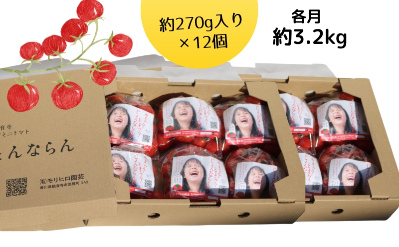モリヒロ園芸が育てたじょんならんトマトの定期便B　約270g×12個入り（年間11回） 野菜 ミニトマト 甘い フルーツ サラダ 